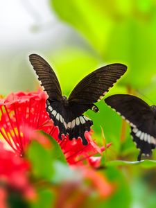 Preview wallpaper butterfly, wings, flower, leaves, macro