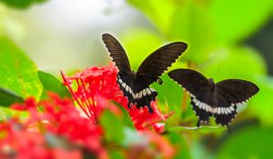 Preview wallpaper butterfly, wings, flower, leaves, macro