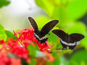 Preview wallpaper butterfly, wings, flower, leaves, macro