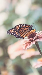 Preview wallpaper butterfly, wings, flower, macro, blur
