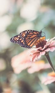 Preview wallpaper butterfly, wings, flower, macro, blur