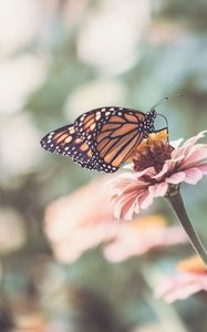 Preview wallpaper butterfly, wings, flower, macro, blur