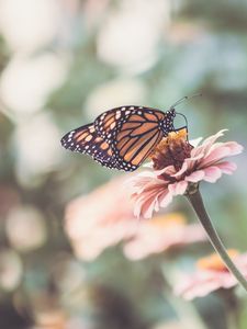 Preview wallpaper butterfly, wings, flower, macro, blur