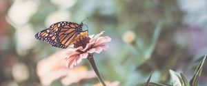 Preview wallpaper butterfly, wings, flower, macro, blur