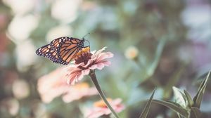 Preview wallpaper butterfly, wings, flower, macro, blur