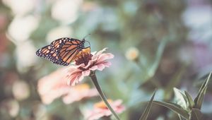 Preview wallpaper butterfly, wings, flower, macro, blur