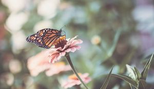 Preview wallpaper butterfly, wings, flower, macro, blur