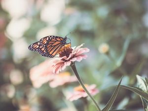 Preview wallpaper butterfly, wings, flower, macro, blur