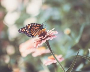 Preview wallpaper butterfly, wings, flower, macro, blur