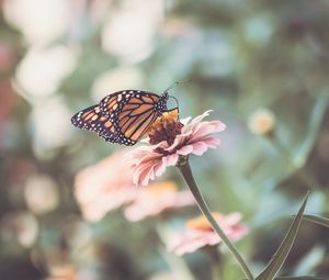 Preview wallpaper butterfly, wings, flower, macro, blur