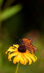 Preview wallpaper butterfly, wings, flower, petals, macro