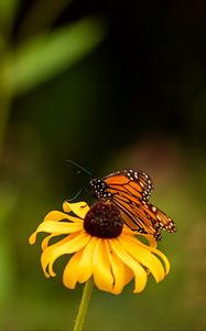 Preview wallpaper butterfly, wings, flower, petals, macro