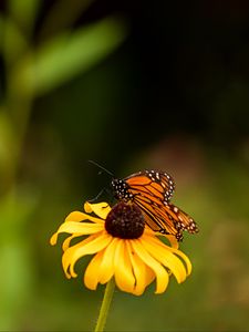 Preview wallpaper butterfly, wings, flower, petals, macro