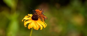 Preview wallpaper butterfly, wings, flower, petals, macro