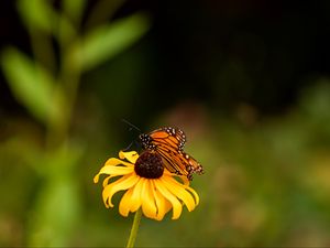 Preview wallpaper butterfly, wings, flower, petals, macro
