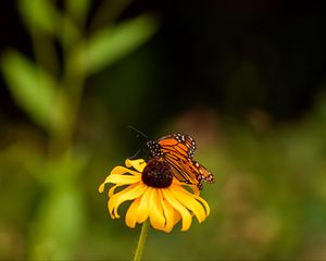 Preview wallpaper butterfly, wings, flower, petals, macro