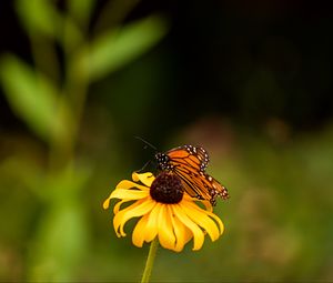 Preview wallpaper butterfly, wings, flower, petals, macro