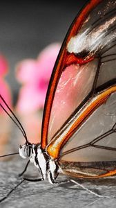 Preview wallpaper butterfly, wings, flower, patterns