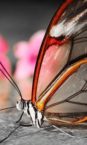 Preview wallpaper butterfly, wings, flower, patterns