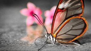 Preview wallpaper butterfly, wings, flower, patterns