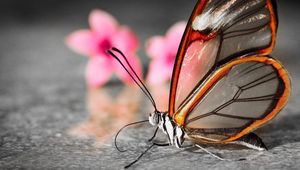 Preview wallpaper butterfly, wings, flower, patterns