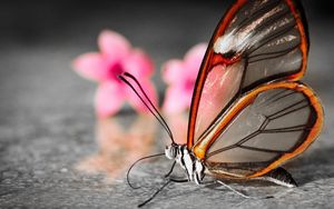 Preview wallpaper butterfly, wings, flower, patterns