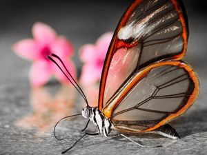 Preview wallpaper butterfly, wings, flower, patterns