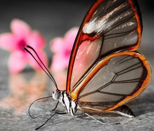 Preview wallpaper butterfly, wings, flower, patterns