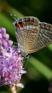 Preview wallpaper butterfly, wings, flower, pink