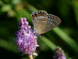 Preview wallpaper butterfly, wings, flower, pink