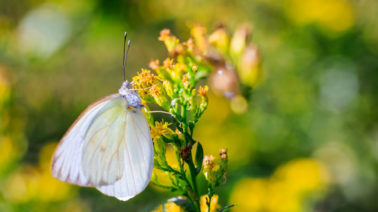 Wallpaper butterfly, wings, flowers, macro, blur