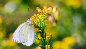 Preview wallpaper butterfly, wings, flowers, macro, blur