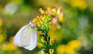 Preview wallpaper butterfly, wings, flowers, macro, blur