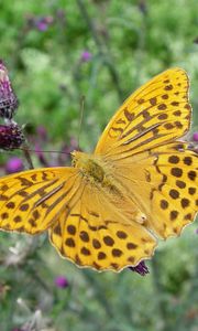 Preview wallpaper butterfly, wings, flowers