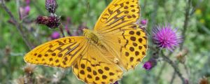 Preview wallpaper butterfly, wings, flowers