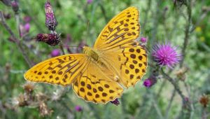 Preview wallpaper butterfly, wings, flowers