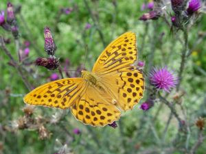 Preview wallpaper butterfly, wings, flowers