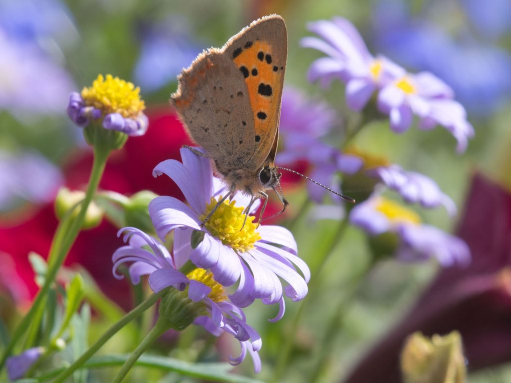 1024x768 Wallpaper butterfly, wings, flowers, petals, macro, bluer
