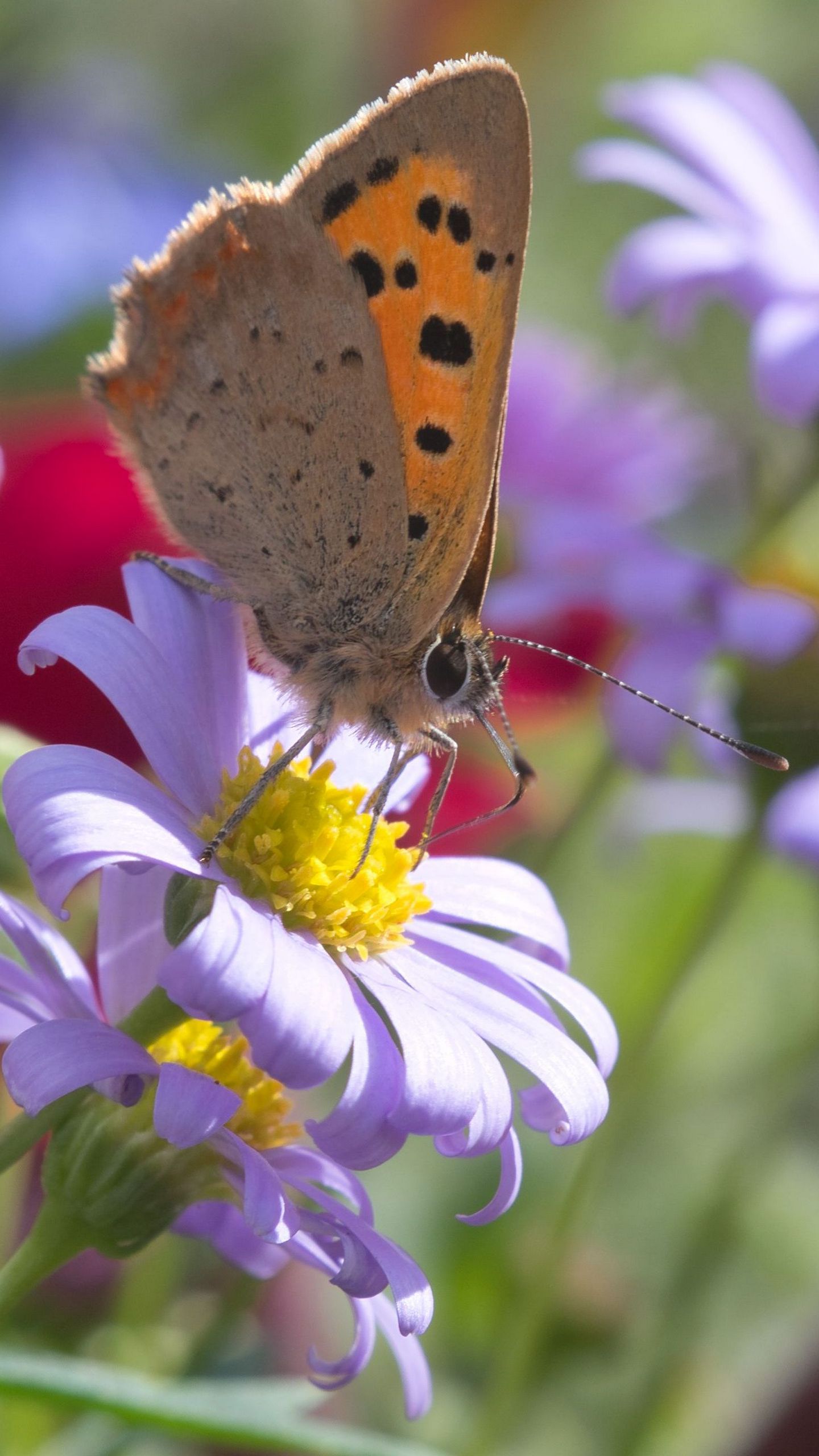 1440x2560 Wallpaper butterfly, wings, flowers, petals, macro, bluer