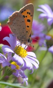Preview wallpaper butterfly, wings, flowers, petals, macro, bluer