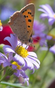 Preview wallpaper butterfly, wings, flowers, petals, macro, bluer