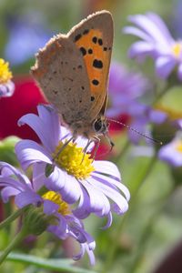 Preview wallpaper butterfly, wings, flowers, petals, macro, bluer