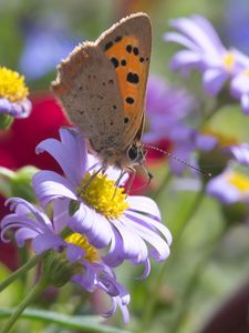 Preview wallpaper butterfly, wings, flowers, petals, macro, bluer