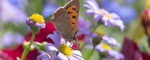Preview wallpaper butterfly, wings, flowers, petals, macro, bluer