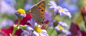Preview wallpaper butterfly, wings, flowers, petals, macro, bluer