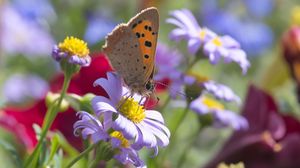 Preview wallpaper butterfly, wings, flowers, petals, macro, bluer