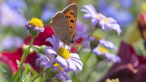 Preview wallpaper butterfly, wings, flowers, petals, macro, bluer