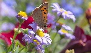 Preview wallpaper butterfly, wings, flowers, petals, macro, bluer
