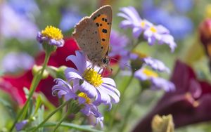 Preview wallpaper butterfly, wings, flowers, petals, macro, bluer