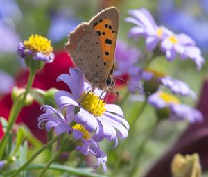 Preview wallpaper butterfly, wings, flowers, petals, macro, bluer